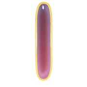 242