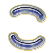 010