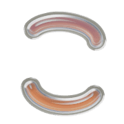 010
