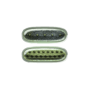 239