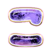 010