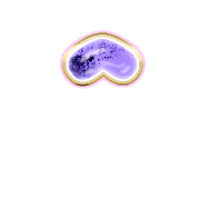 231