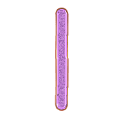 242