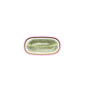 251