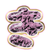 007