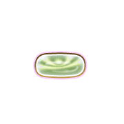251