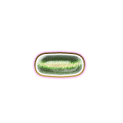 251