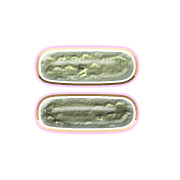 239