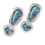 268