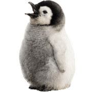 005