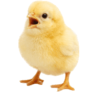 025