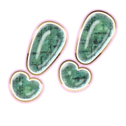 268