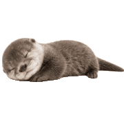 004