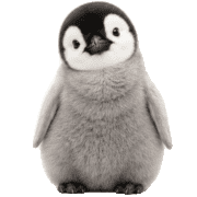 017