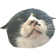 suehirogari