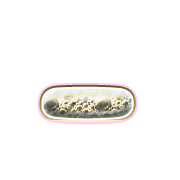 161