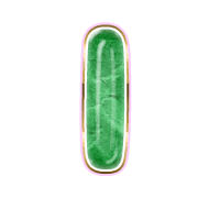242