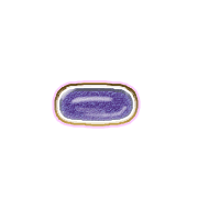 251