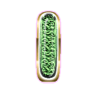 242
