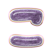 010