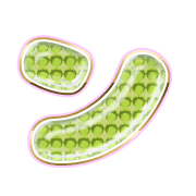 126