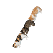 086