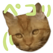 031