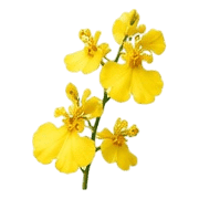 034