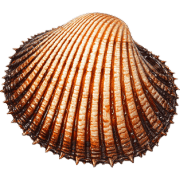 018
