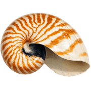 031