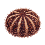 033