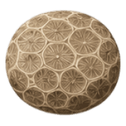 032