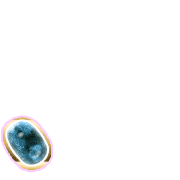 256
