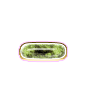 161