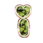 196