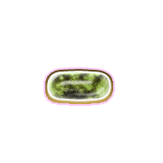 251