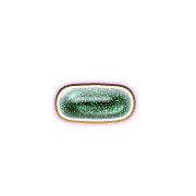 251