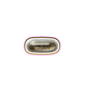 251