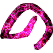 025