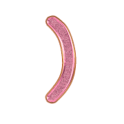 235