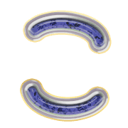 010