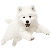 036