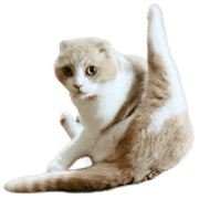 003