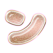 126