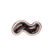 224