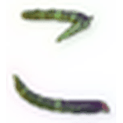 010