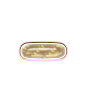 161