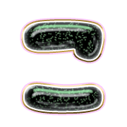 010