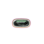 251