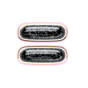 239